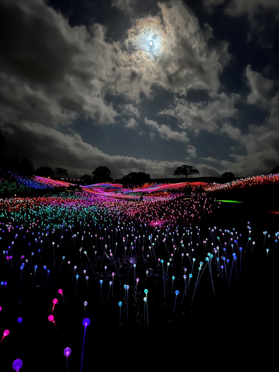 kirtip56's tweet photo. Spent a lovely day in Paso Robles, CA, wine tasting at #JustinWinery, quick bite at #StreetSideAleHouse culminating with a visit to the magical #FieldOfLights #Sensorio show. Highly recommended. https://t.co/ylTlR4uBZ1
