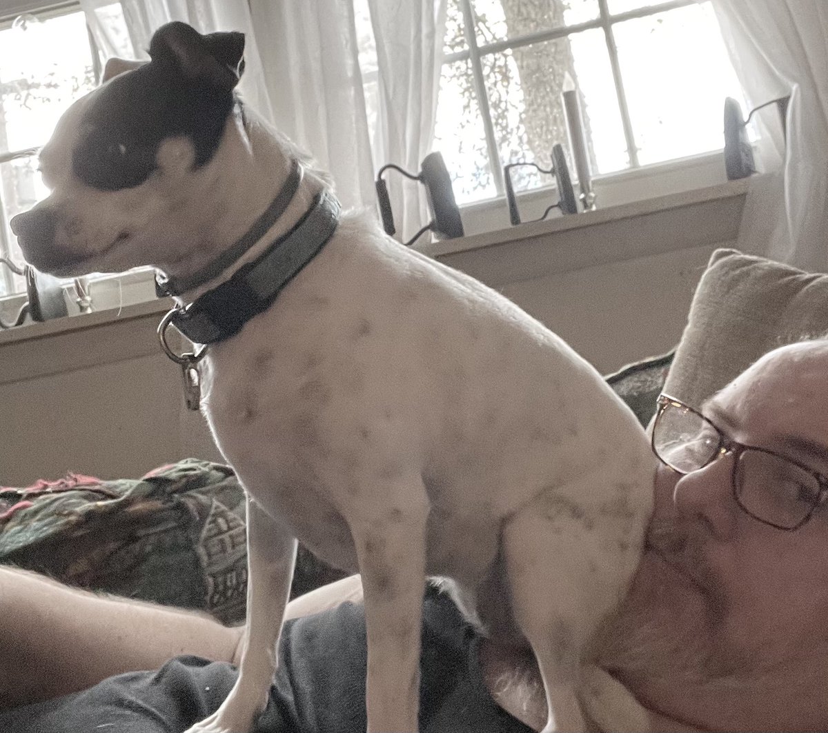 danmolnar's tweet photo. #dogdoughbarkfest is taken very seriously in my home. https://t.co/tUddBp5ves