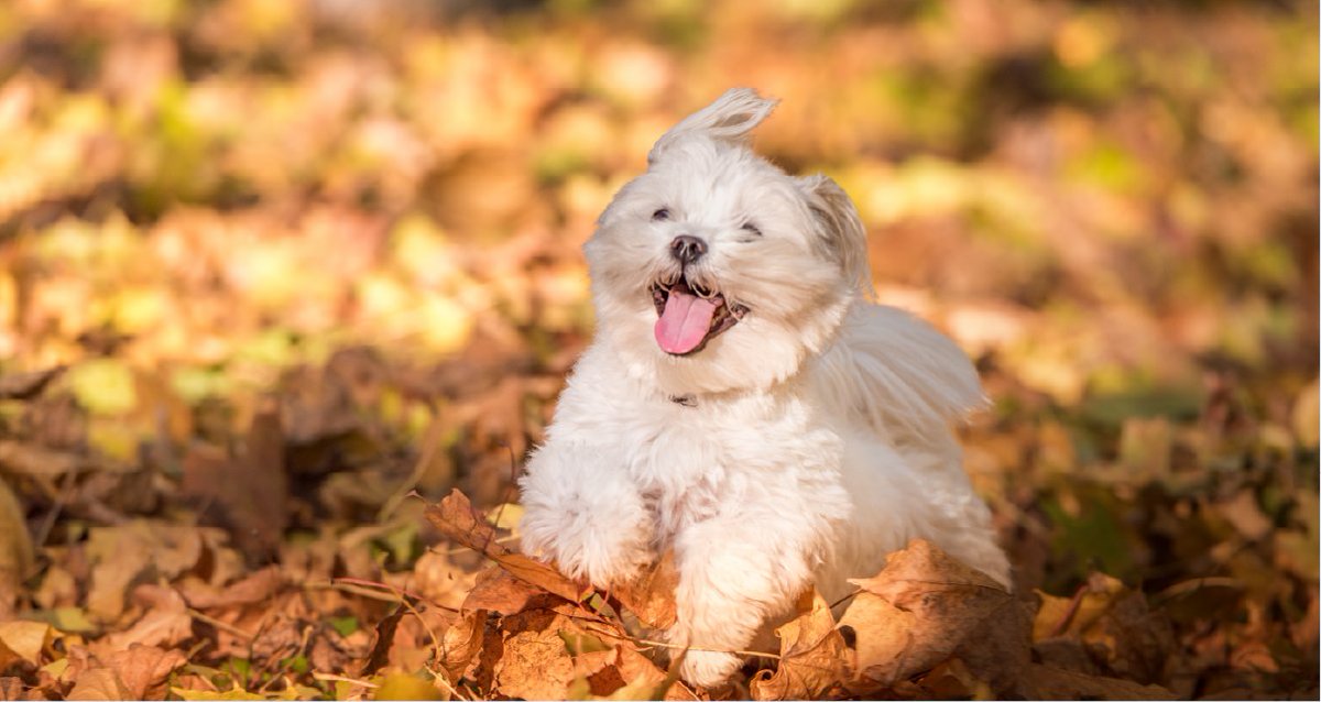 Monster Pet Supplies tweet media