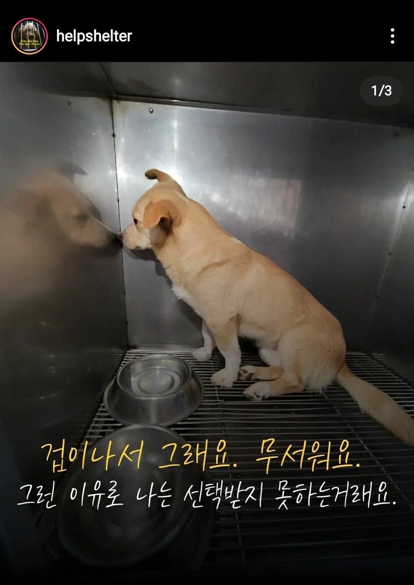 [Rt] 공고가 하루밖에 남지 않은 아이라고 합니다. 뭐가 그리 무서운지 저리 벽만 쳐다보고 있다고 하네요ㅠ 안락사가 시보호소이기 때문에 이 아이를 보듬어주실 수 있는 분이 계시면 좋겠다는 마음으로 올려봅니다ㅠ 알티부탁드릴게요ㅠㅇㅠ
instagram.com/p/CVK2beupiHg/…