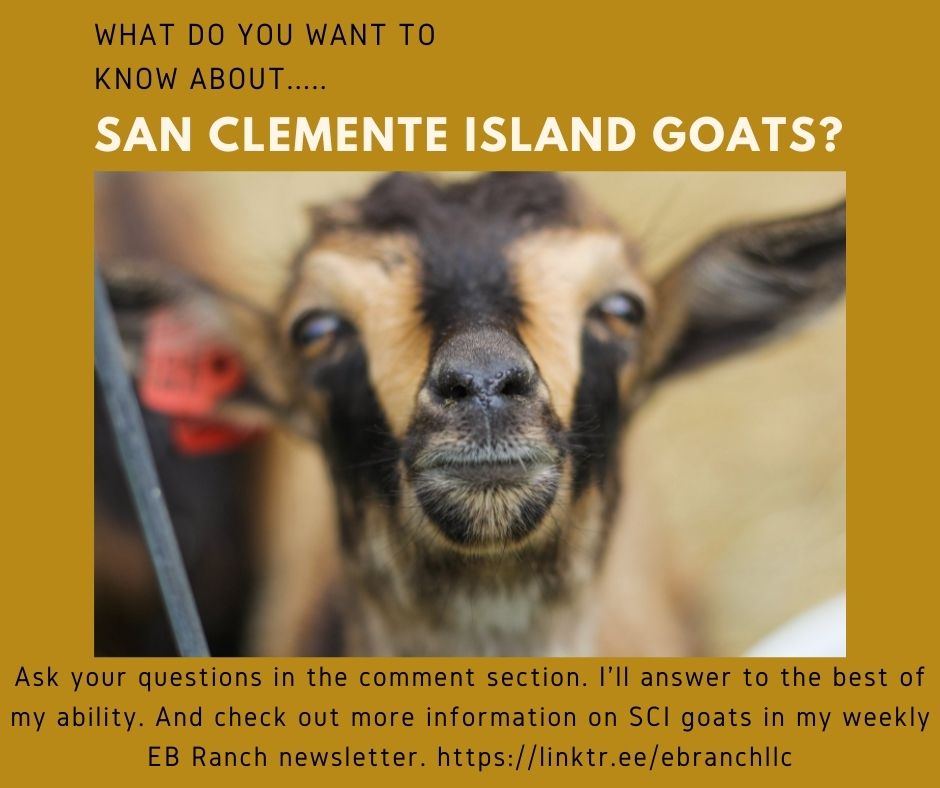 What do you want to know about San Clemente Island Goats?
#sanclementeislandgoats #sanclementeislandgoat #livestockconservancy #heritagebreeds #rarelivestockbreeds #findingpurposesforheritagebreeds #ebranchllc #wisconsinsanclementeislandgoats #scigoatbreeders #scigba #goattober