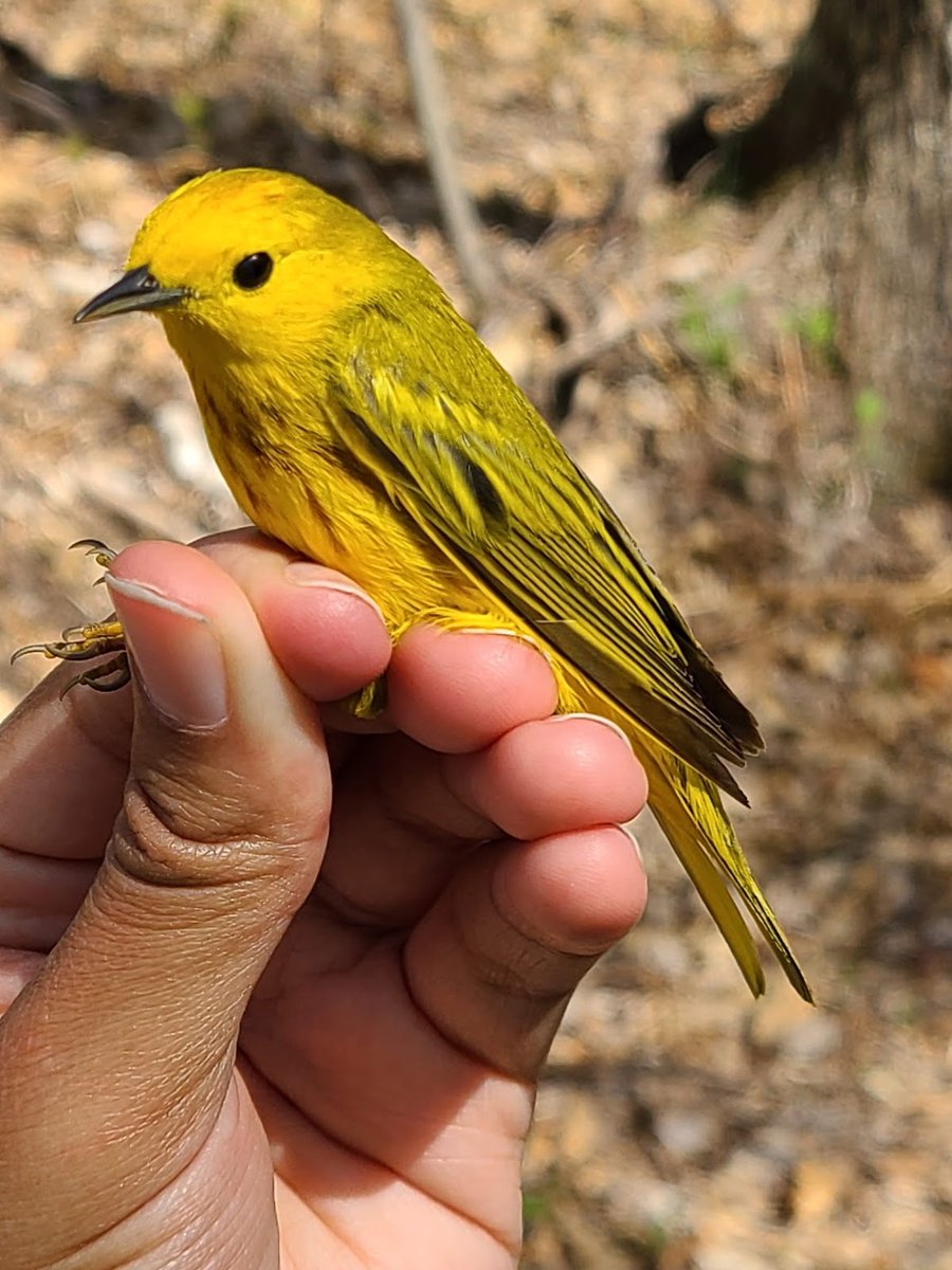 Simone Maddox tweet media