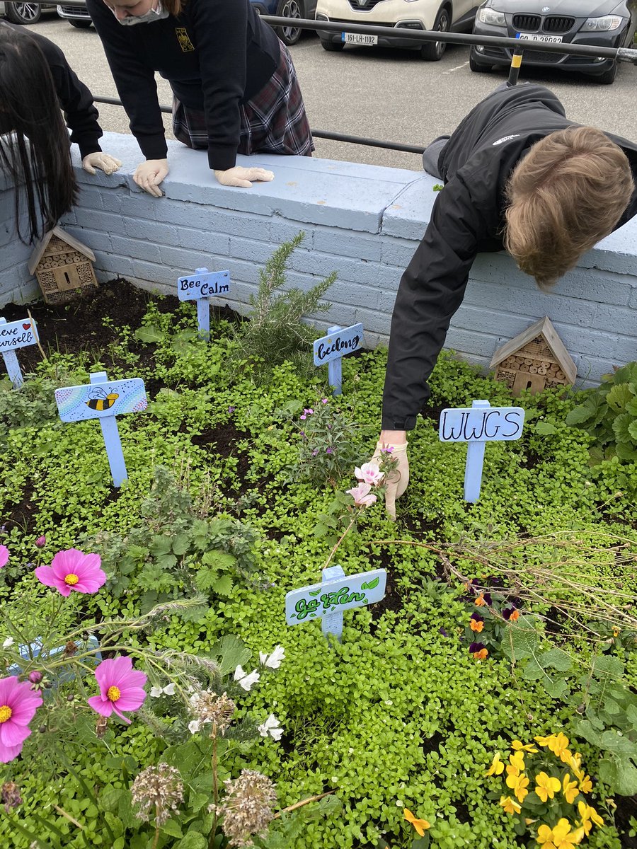 MichelleMc_Cabe's tweet photo. TY students planing their pollinator friendly bulbs in the school garden🌱🌱 @hfcsrathcoole @GaisceAward #BulbsForBees #Gaisce #greenschools #beethechange #hfcs https://t.co/c2FIdsKWeS