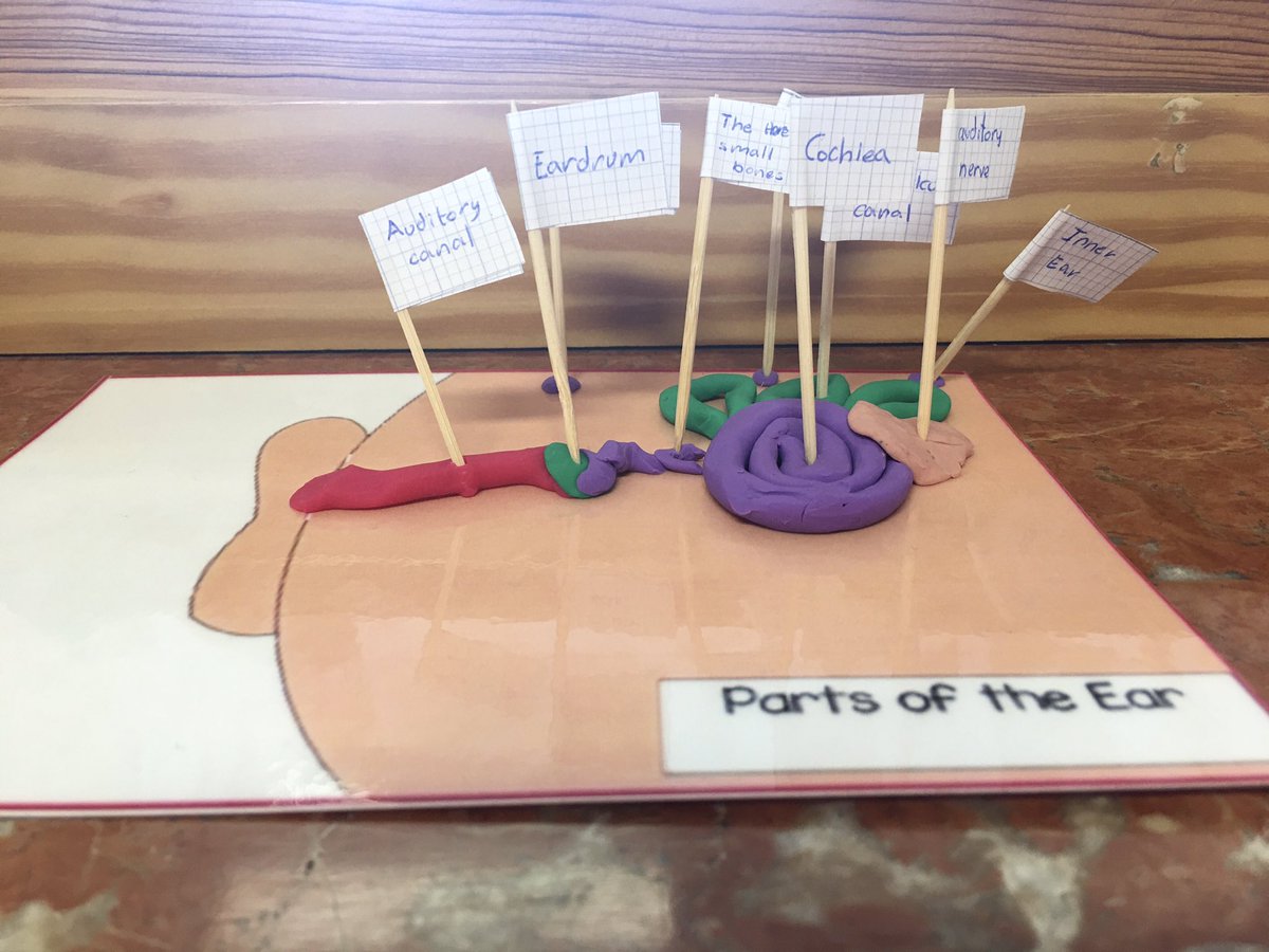 MarSa5Primaria's tweet photo. Sense organs models made by 5th graders in @MSalCha 
They’re awesome! 
👀 👂🏼 👅 
#maristas #maristassalamanca https://t.co/YPIbIrQOzX