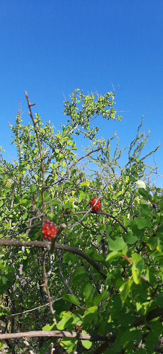 Empecemos la semana conociendo una cactácea que pasa desapercibida:

'Rajamatraca'
¿Ya la conocían?