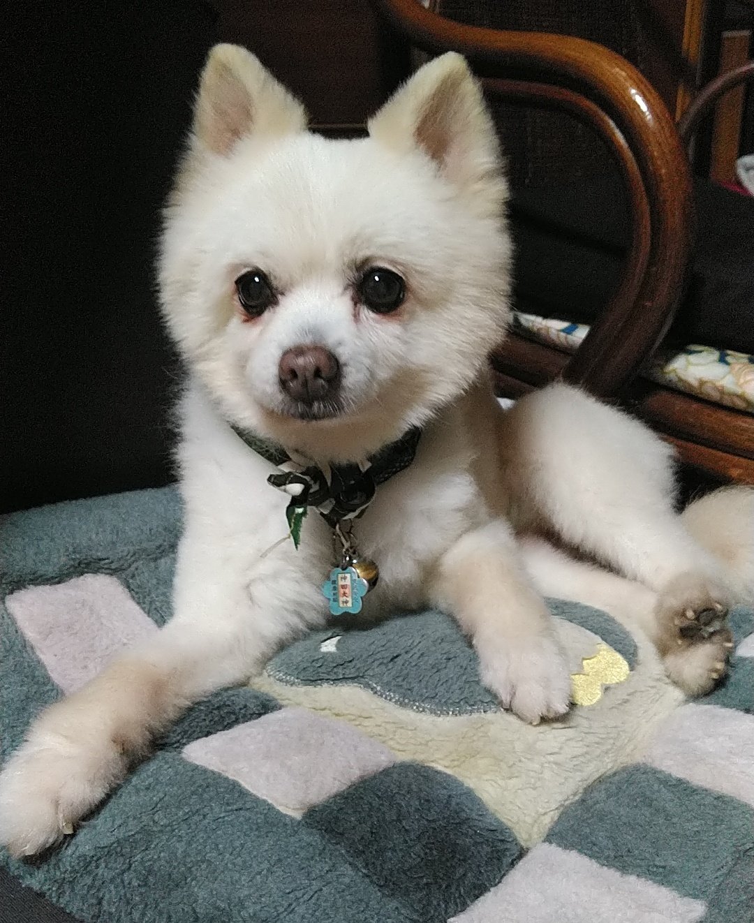 勇者ヨシヒコ 犬 Yoshiko Twitter