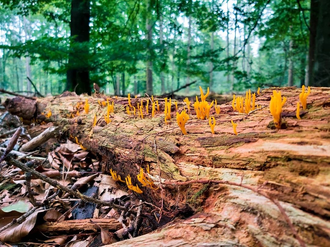 Visitheerde tweet media