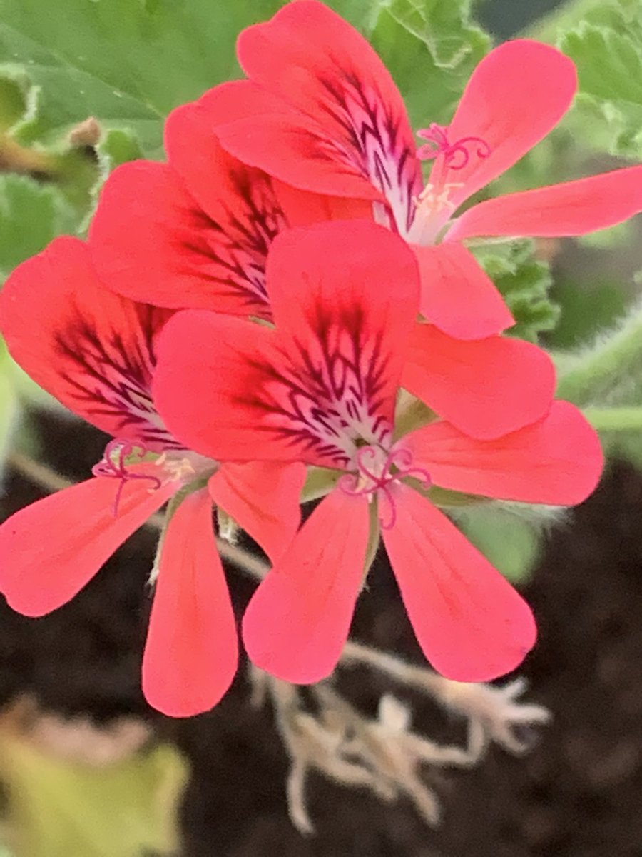It’s a shame to bring this pelargonium capri back into the greenhouse but with the upcoming weather forecast not worth the risk