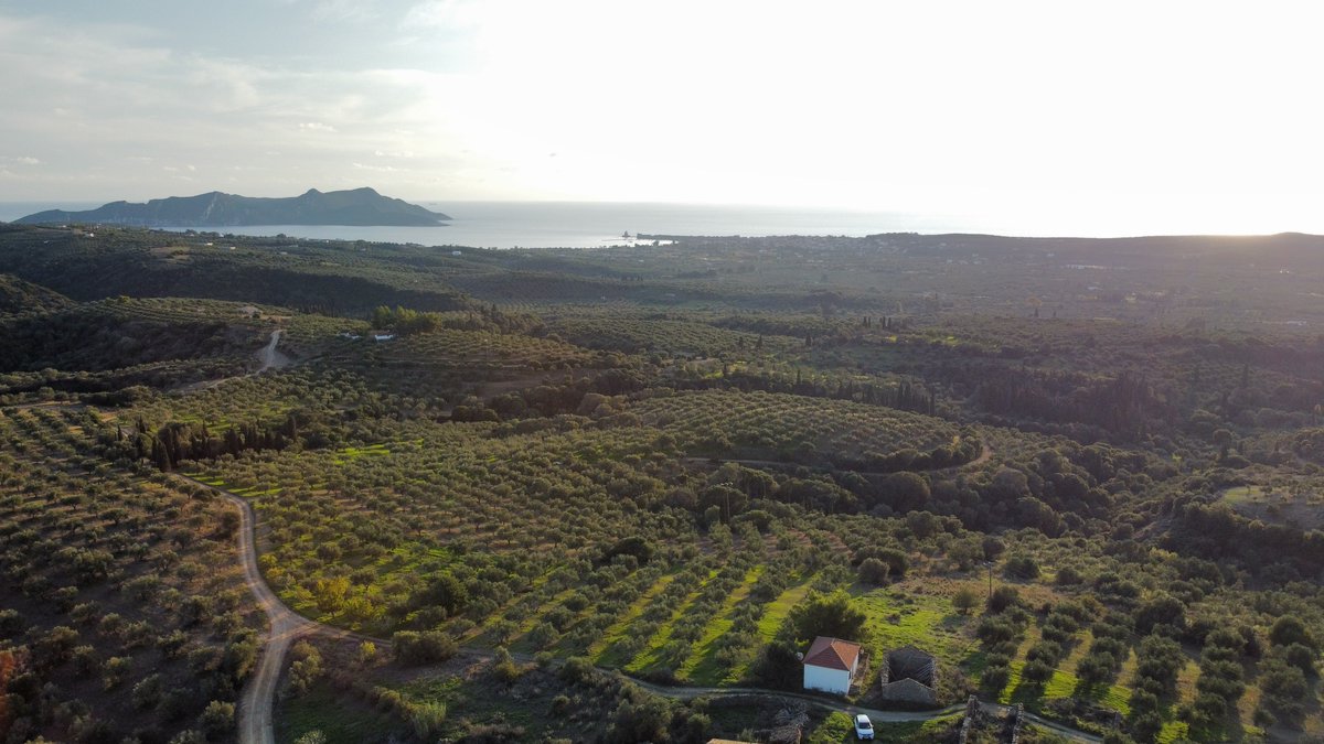 Greetings from the farm in Methoni, Greece! Weather is good today, olives are ripe, all looks great for the harvest 🫒💪

#NFT #NFTCommunity #oliveoil #evoo