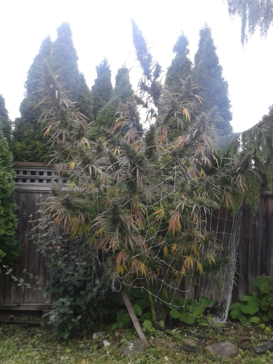 Omg i love Croptober!