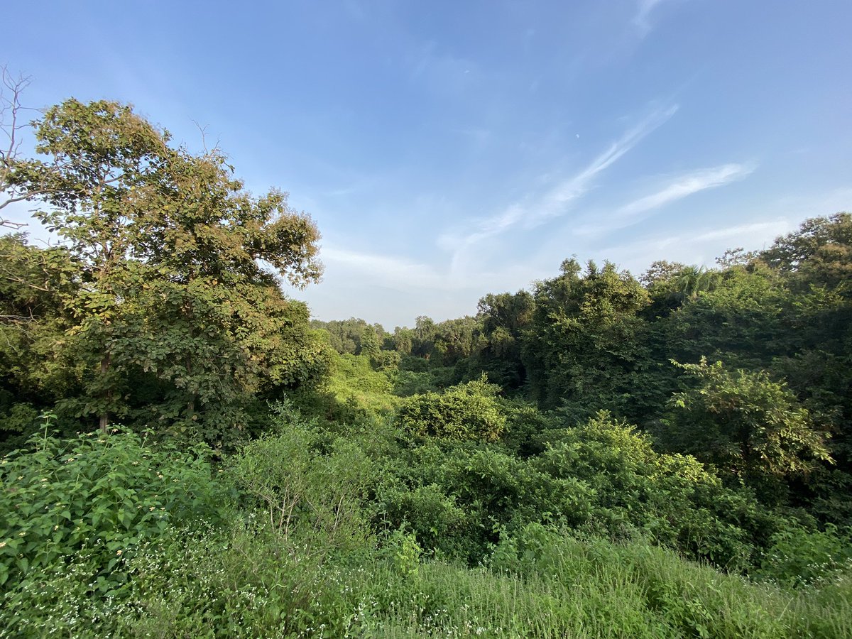 SvasaraResorts's tweet photo. The Amazon forest of Tadoba .. https://t.co/flo4Iz1TTC