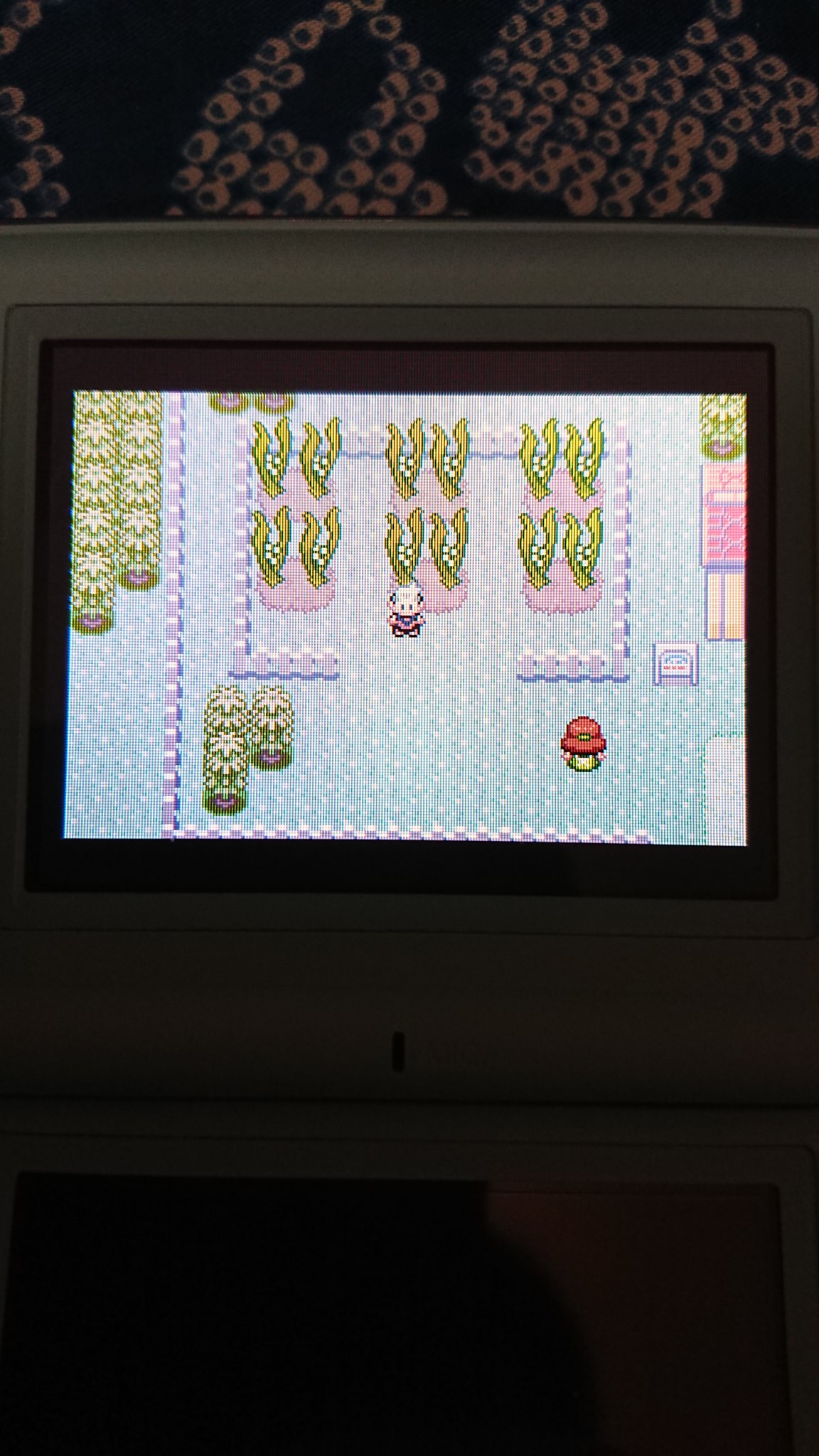 蕨 これはちょっと ポケモン ポケットモンスター エメラルド チイラのみ T Co Hmopiiq9zu Twitter