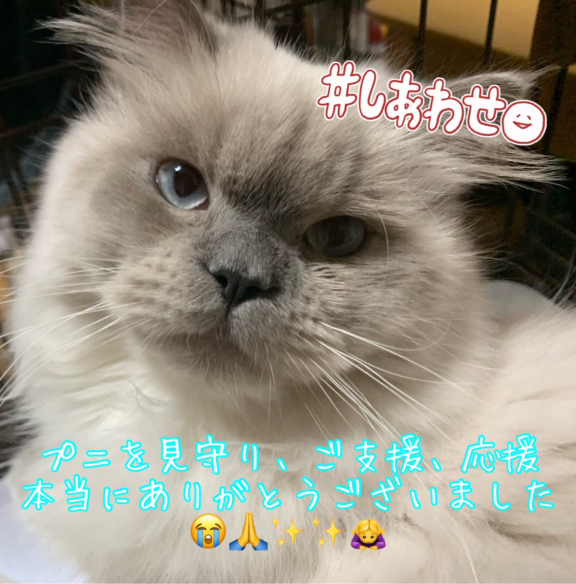 2021.10/17 23:00
クラウドファンディング無事に終了する事が出来ました🎊㊗🎊
これ迄プニを見守り応援ご支援してくださりました皆様本当にありがとうございました😊🙏😭✨💓🙇‍♀️

Instagram更新しております❣️
宜しければご覧頂けると幸いです🍀
instagram.com/p/CVKhJFypgfe/…