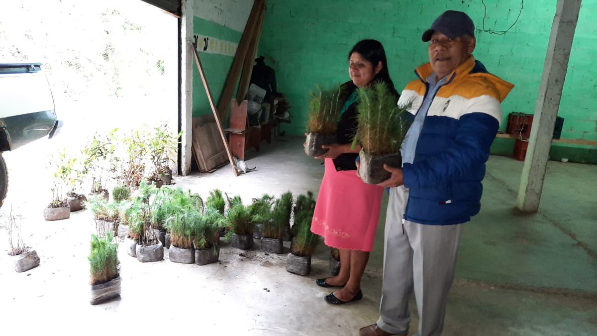 lizconcha's tweet photo. En el #DíaMundialdelaProteccióndelaNaturaleza 🌿🌳🌲necesitamos mas compromiso de TODAS y TODOS.
📢 En el #Distrito04 YA pasamos a la acción por nuestro planeta. 🌎Entregamos con apoyo de @COESFO_GobOax 20 mil árboles para reforestar en 10 municipios de la #Mazateca y #Cuicateca https://t.co/71W94xcFtc