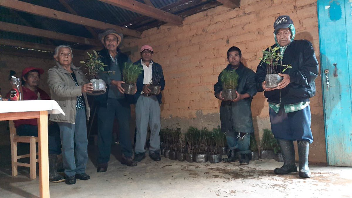 lizconcha's tweet photo. En el #DíaMundialdelaProteccióndelaNaturaleza 🌿🌳🌲necesitamos mas compromiso de TODAS y TODOS.
📢 En el #Distrito04 YA pasamos a la acción por nuestro planeta. 🌎Entregamos con apoyo de @COESFO_GobOax 20 mil árboles para reforestar en 10 municipios de la #Mazateca y #Cuicateca https://t.co/71W94xcFtc