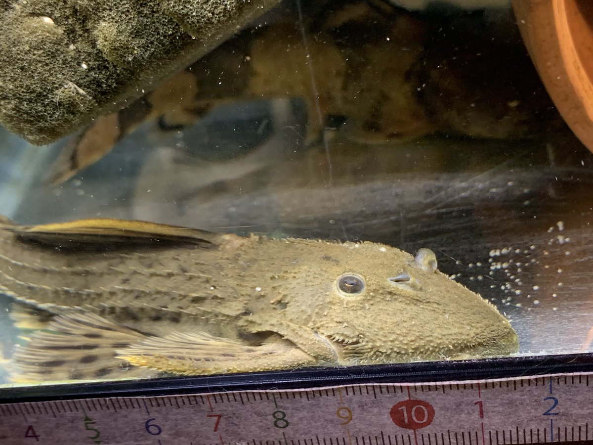 ハゲのの魚ボルグ うーん良いねうひひ ハゲのの魚ボルグ うーん良いねうひひ
