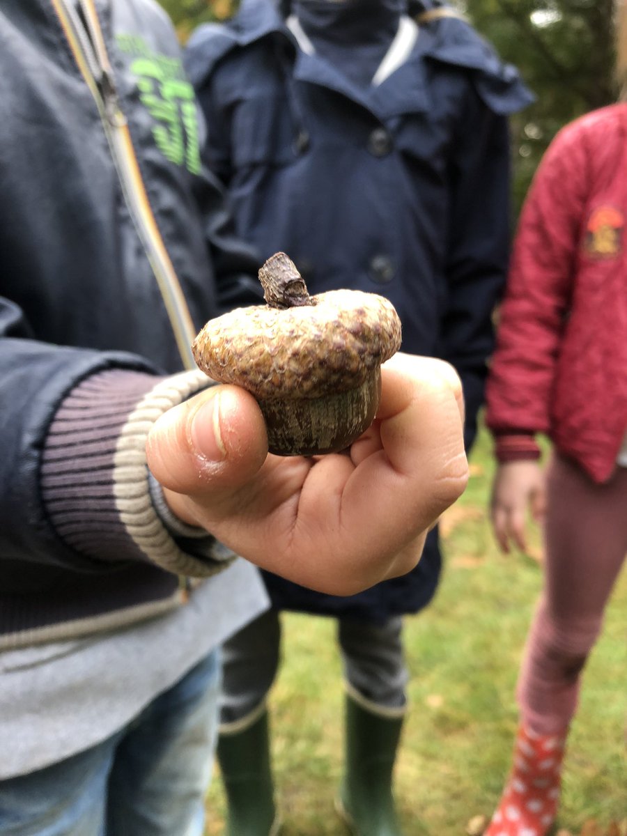 #NatuurWijs dag in het #Mastbos. Alle tassen hadden een mooie plek gekregen. 💚 En ineens zijn de paddenstoelen er weer 🍄