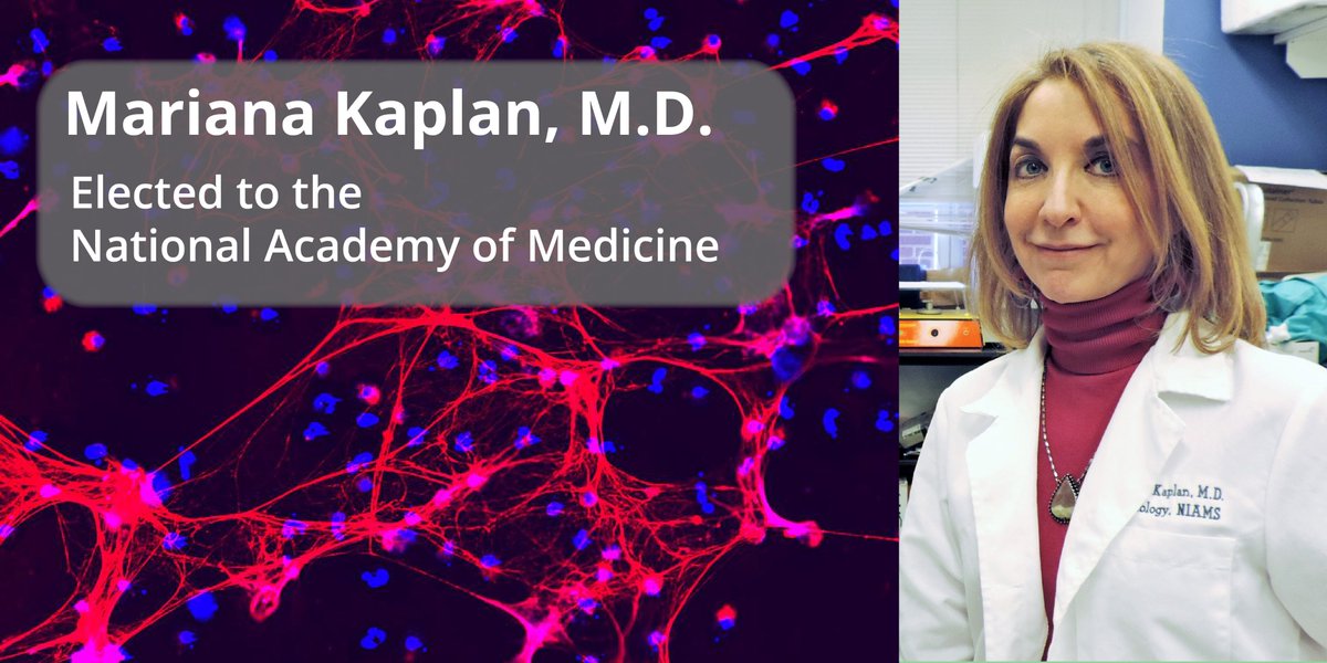 Congratulations to Mariana Kaplan, M.D., on her election to @theNAMedicine for seminal contributions that significantly advanced understanding of the pathogenic role of the innate immune system in systemic #AutoimmuneDiseases, atherosclerosis, & immune-mediated vasculopathies.