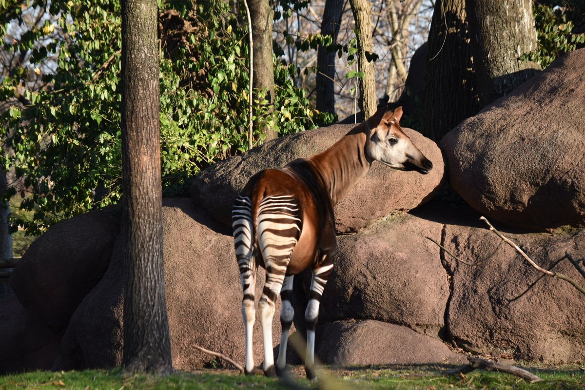 It’s #WorldOkapiDay! An okapi may look similar to a horse or zebra, but its closest relative is the giraffe. Nicknamed the “African unicorn,” okapis are very secretive animals and rarely seen in the wild.