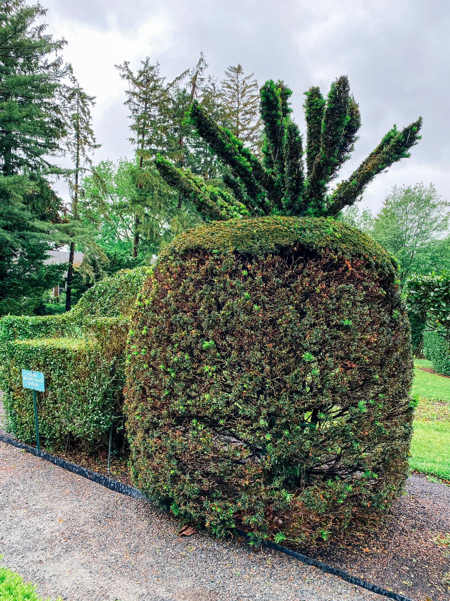 JourneyWJBlog's tweet image. [GREEN ANIMALS TOPIARY GARDEN // PORTSMOUTH, RI] 🎶 Who lives in a…? 🍍

#pineapple #spongebob #bikinibottom #animals #greenanimals #greenanimalstopiary #greenanimalstopiarygarden #topiary #garden #newportmansions #portsmouth #newport #rhodeisland #newportpreservationsociety