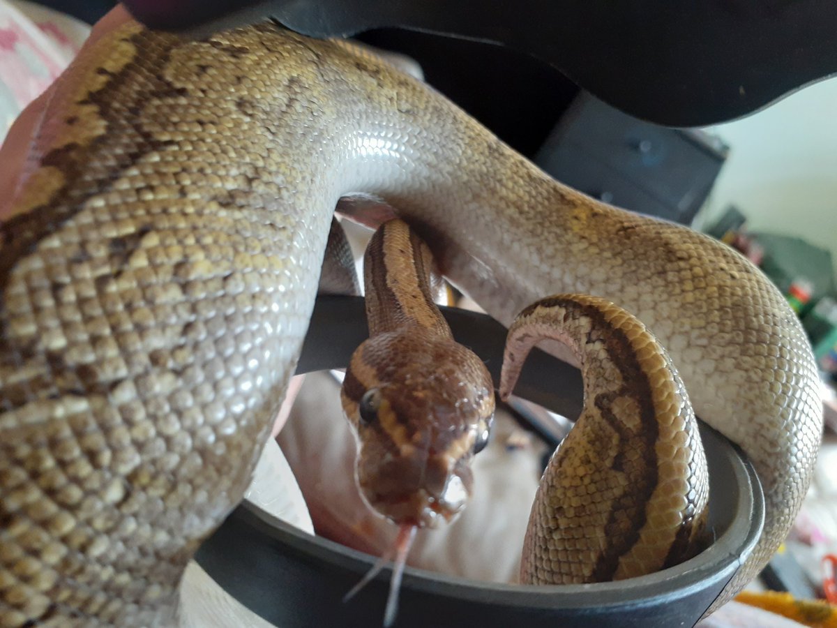 JadeScorpions's tweet photo. Loki: *shylie looks out* Hello everyone

#animals 
#snake https://t.co/sT9Oe4Ha8O