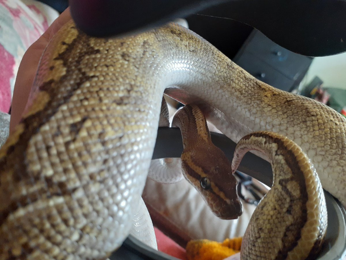 JadeScorpions's tweet photo. Loki: *shylie looks out* Hello everyone

#animals 
#snake https://t.co/sT9Oe4Ha8O