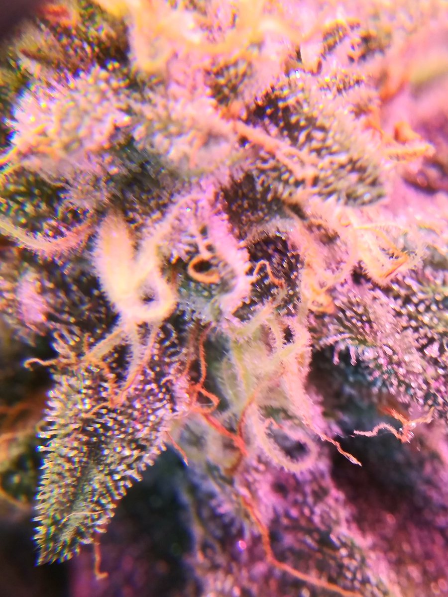 nickalexrian's tweet photo. #unicornsherbert getting closer every day.. https://t.co/ckSZ7EzH4O