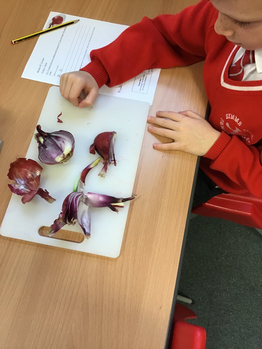 KingswayPAYear2's tweet photo. Year 2 had an interesting science lesson. We have been studying bulbs. We discovered there are lots of different bulbs including an onion. We look at the different parts of a bulb (onion). Did you know the outer skin is called the tunic. #SimmsCrossScience https://t.co/IAerM0sEKi