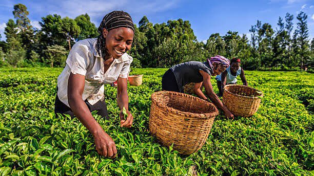 CiecChina's tweet photo. REMINDER - TEA SECTOR Business Meeting 

B2B sessions as below;
Date: 19th October 2021 - TOMORROW 

Eastern African time: 10:30 - 12:30
Cape Town Time - 09:30 - 11:30 

#China #Africa #Agriculture #Tea 🇨🇳🌍

Please visit https://t.co/UnGvlJxpzk for more information. https://t.co/S12AMyNLI0