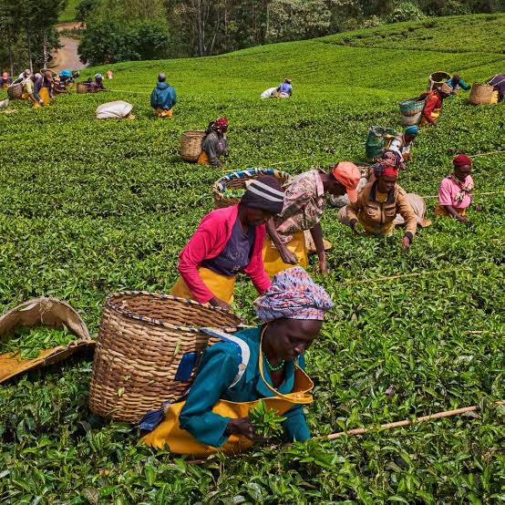 CiecChina's tweet photo. REMINDER - TEA SECTOR Business Meeting 

B2B sessions as below;
Date: 19th October 2021 - TOMORROW 

Eastern African time: 10:30 - 12:30
Cape Town Time - 09:30 - 11:30 

#China #Africa #Agriculture #Tea 🇨🇳🌍

Please visit https://t.co/UnGvlJxpzk for more information. https://t.co/I0JeoWi70w