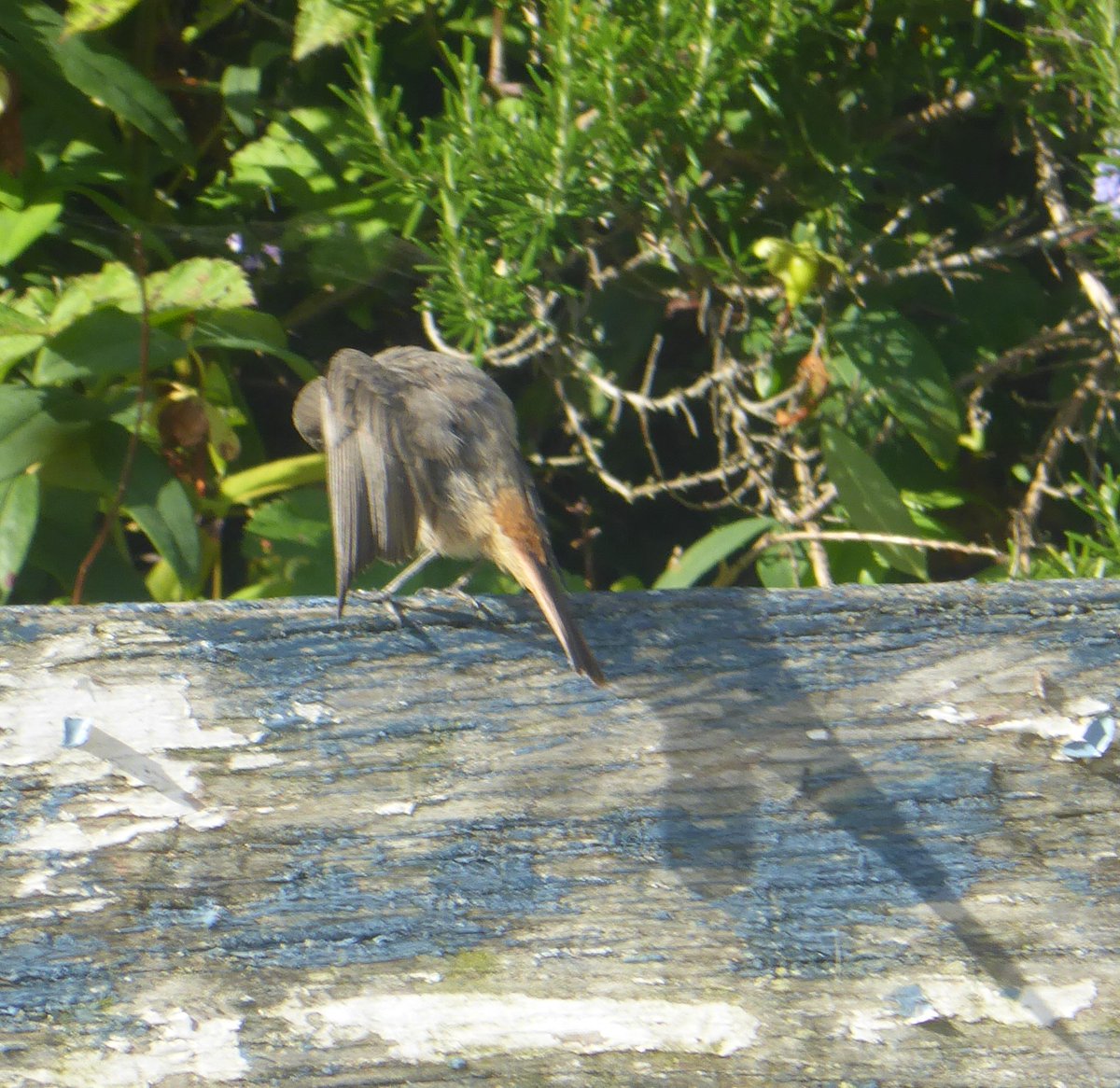 pilepole's tweet photo. Rouge-gorge (juvénile) et rouge-queue.
#Oiseaux #Jardins

#Robin and #redstart.
#Birds #Gardens
#Robin und #Gartenrotschwanz.
#Vögel #Gärten 
#Робин и #горихвостка.
#Птицы #Сады https://t.co/SgWz1xqyql