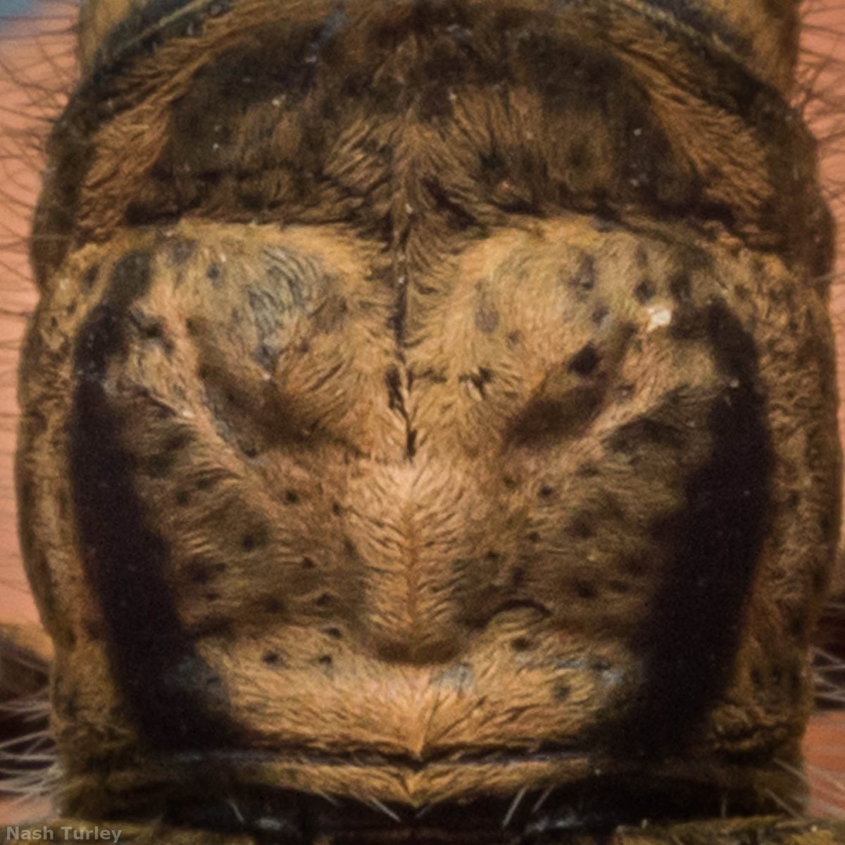 Longhorn beetle from Thailand with a very serious pronotum