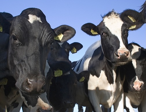 Fantastic News for UK Organic Dairy.

Arla Foods UK targets 50% growth of organic dairy business by 2026
New Organic 2.0 standards launched to boost sales of organic dairy products in the UK and attract even more British consumers who care about sustainability and animal welfare.