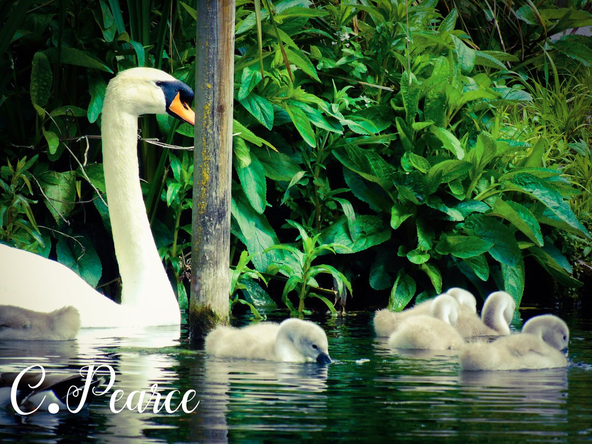 CoCroydon's tweet photo. Mummy Swan with her cygnets. #Swan #swansofinstagram #swans #swanphotography #photography #photographer #cygnetsofinstagram #cygnets #cygnet #nature #naturephotography #nature_perfection #wildlife #wildnature #wildbird #lake #water #croydon #cute #duck #duckphotography #babyduck https://t.co/7lSJ0eTRWT