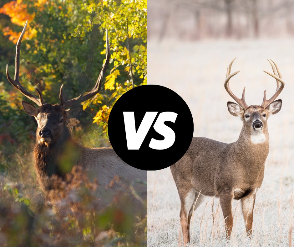 Know Your Target: don’t accidentally shoot elk this hunting season. Archery and crossbow deer seasons are currently underway. Antlerless elk are commonly confused for large does. Any elk taken without a tag may result in a fine and a revocation of your hunting license.