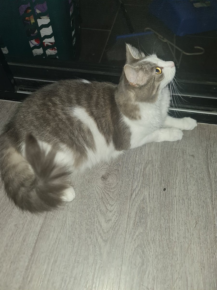 Daddy will not let me on balcony at night! So mean !!