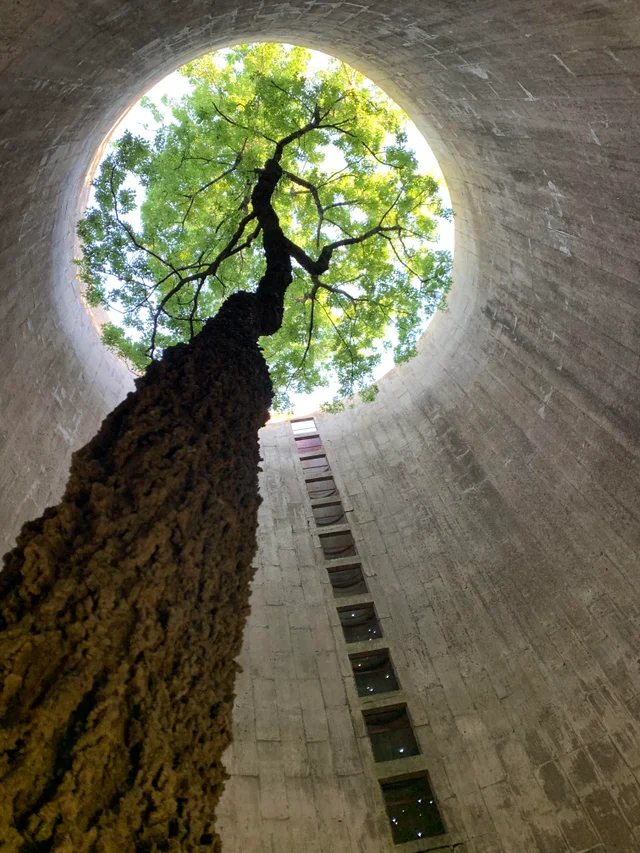 fuel__n__fire's tweet photo. A beautiful tree growing inside an abandoned silo https://t.co/fUOfAmPD9D