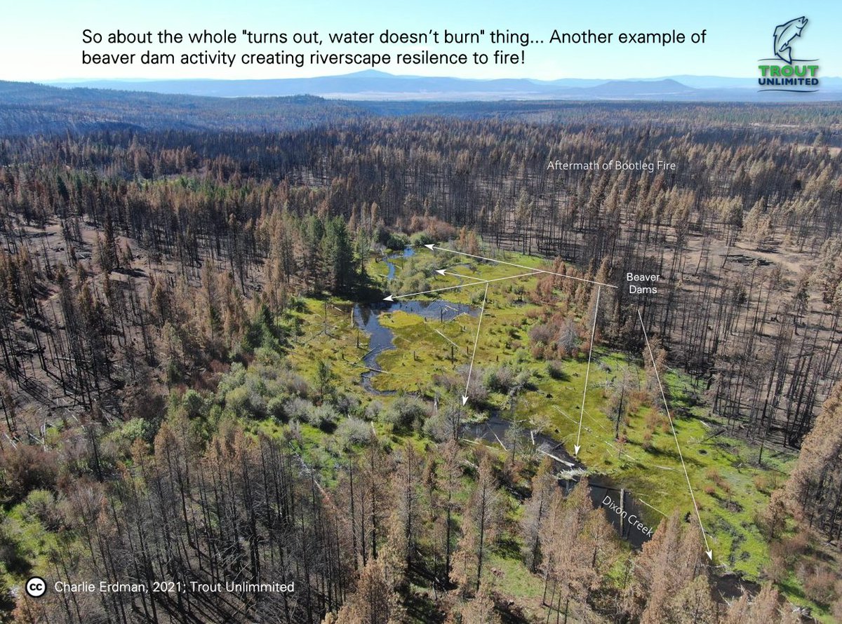 Remember the #BootlegFire  (3rd largest since 1900 in Oregon at > 413,000 acres)? Well here's a little taste of what #beaver-induced #ResilienceToFire looked like. Thank you Charlie Erdman from <a href="/TroutUnlimited/">Trout Unlimited</a>. Not just anomalies. Got your own examples? Share!