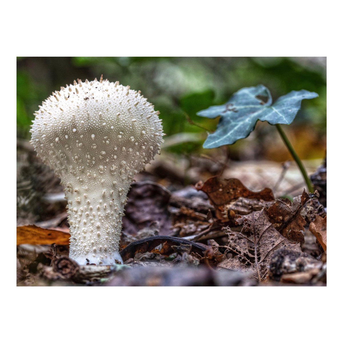 edie_pus's tweet photo. Lightbulb moment in the woods today ๐ก๐๐คฃ
.
.
.
#puffball #commonpuffball #fungi##MushroomMonday #Mushroom #NaturePhotography #nature #westsussex #mushroomtwitter #mycology #claphamwoods https://t.co/wXArohTi1H