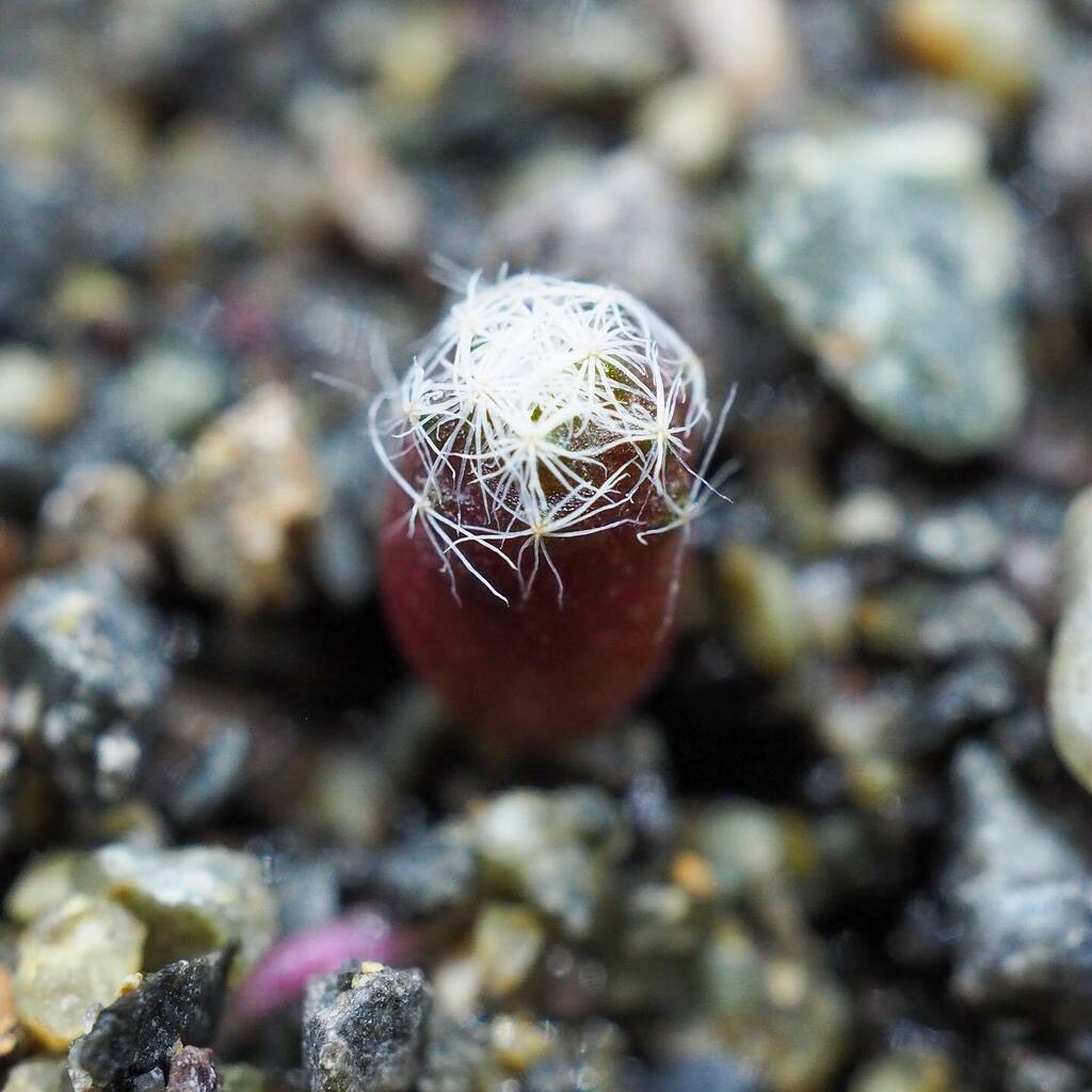 das_plants's tweet photo. Mammillaria albiflora
マミラリア・白鷺

8/13播種
小さな頃から白い棘に個性が😊
子供と一緒だからかなぁ

一緒に播種した白鳥は全滅⭐️ https://t.co/jBbIZXpFv2 https://t.co/CuXd2Vvyr6