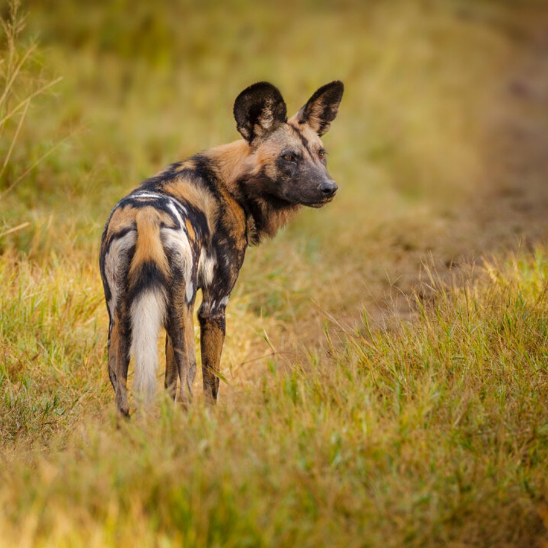 African Wild Dog

This animal is one of the world's most endangered mammal and can be identified by its long legs and the irregular fur pattern.
.
.