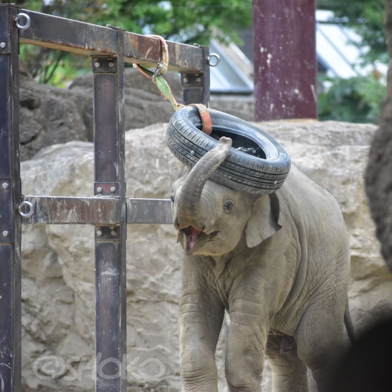 shokopandan's tweet photo. #荒ぶる #アルン くん🤣
タイヤはお友達なのね😁
10/2021

#アジアゾウ #恩賜上野動物園 #ゾウ #かわいい #asianelephant #elephant #uenozoo #instazoo #instaanimal #instaelephant #adorable #instaJapan https://t.co/gK2dR44j0G https://t.co/sYSEM8qOL6