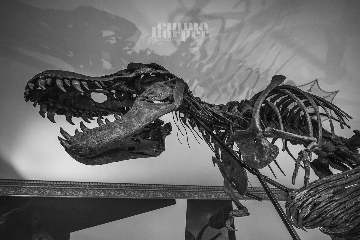 EmmaHarper_Phot's tweet photo. What a MAGNIFICENT! sight. Titus is the first real T.rex skeleton exhibited in the UK for 100yrs. He lay undiscovered for 66Ma in the Montana Badlands until unearthed by Craig Pfister in 2014. Awesome display by @MrIchthyosaurus #Trex #dinosaur #Nottingham @WollatonHall https://t.co/gBEziTImlm
