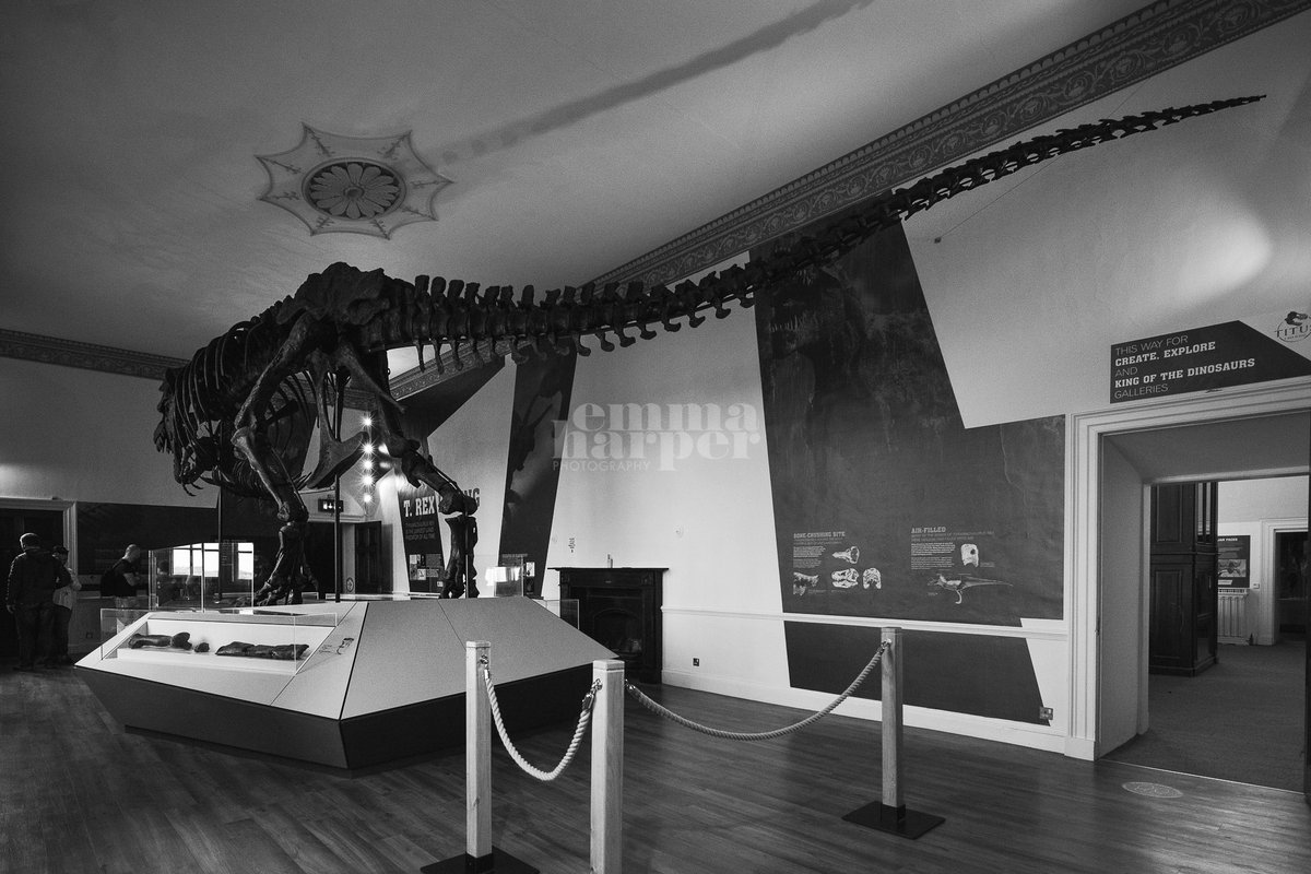 EmmaHarper_Phot's tweet photo. What a MAGNIFICENT! sight. Titus is the first real T.rex skeleton exhibited in the UK for 100yrs. He lay undiscovered for 66Ma in the Montana Badlands until unearthed by Craig Pfister in 2014. Awesome display by @MrIchthyosaurus #Trex #dinosaur #Nottingham @WollatonHall https://t.co/gBEziTImlm