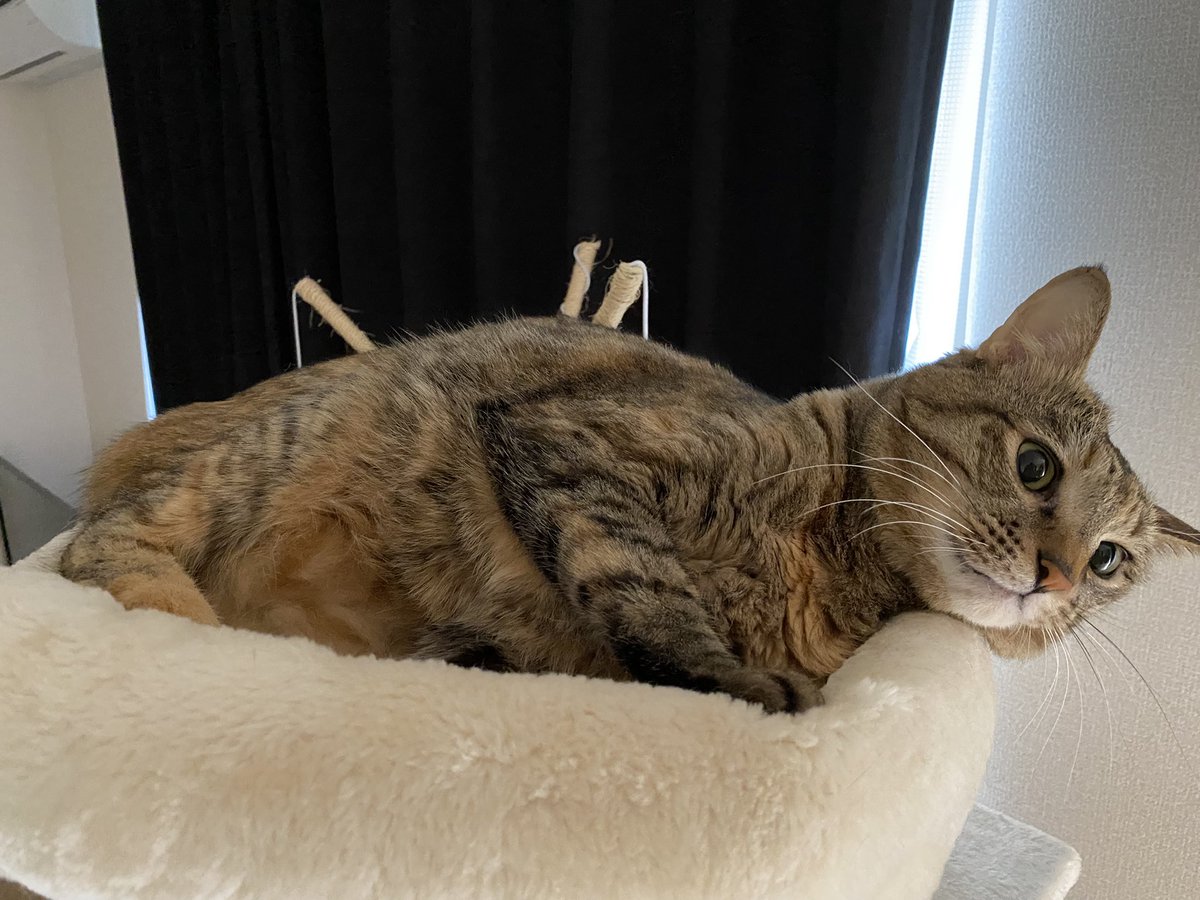 VNvfo's tweet photo. 300名到達👏👏
めいちゃんかわいいね❤️

新作もアップしますので
これからもお願いします🐱
➡️https://t.co/jZtX9XXazI

🐱お願い🐱
#フォロー
#固定ツイートをRT

🐱お礼🐱
#フォロバ100パーセント
#固定ツイートRT

🐱🐱
#固定RT
#RT企画
#相互RT
#拡散希望 
🐱🐱 https://t.co/MBmQKmuOzC