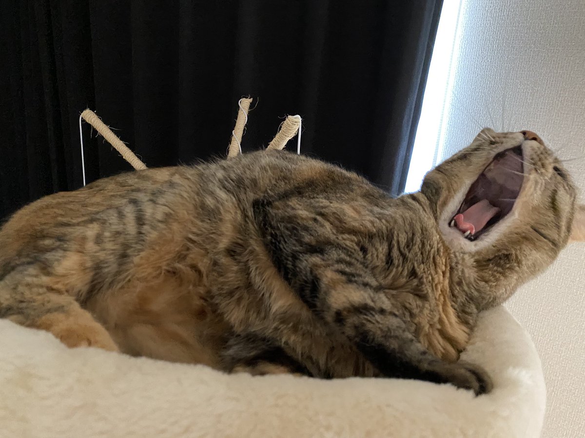 VNvfo's tweet photo. 300名到達👏👏
めいちゃんかわいいね❤️

新作もアップしますので
これからもお願いします🐱
➡️https://t.co/jZtX9XXazI

🐱お願い🐱
#フォロー
#固定ツイートをRT

🐱お礼🐱
#フォロバ100パーセント
#固定ツイートRT

🐱🐱
#固定RT
#RT企画
#相互RT
#拡散希望 
🐱🐱 https://t.co/MBmQKmuOzC