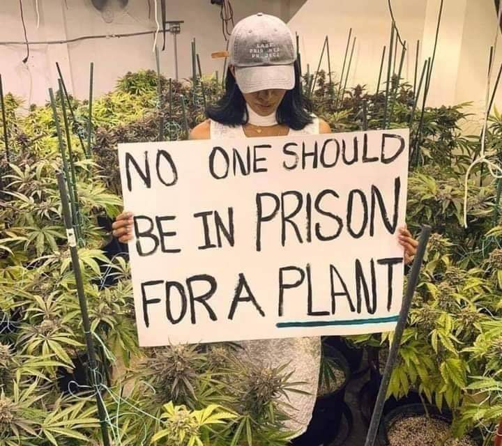 #Legalisierung von #Cannabis jetzt! Amnestie für alle geschädigten der #Prohibition!