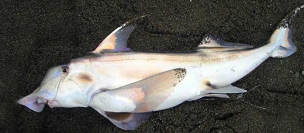mcmsharksxx's tweet photo. It's 🎃 Spooky Season 🦇 & I'm dedicating my #scicomm efforts to #ghostsharks. Should I cover...
a. elehantfish (Callorhinchus milii)
b. whitefin chimaera (Chimaera argiloba)
c. marbled ghost shark (Hydrolagus marmoratus)
Vote below! Thread will be bilingual (#comunicaciencia). https://t.co/W4oizgO2eG