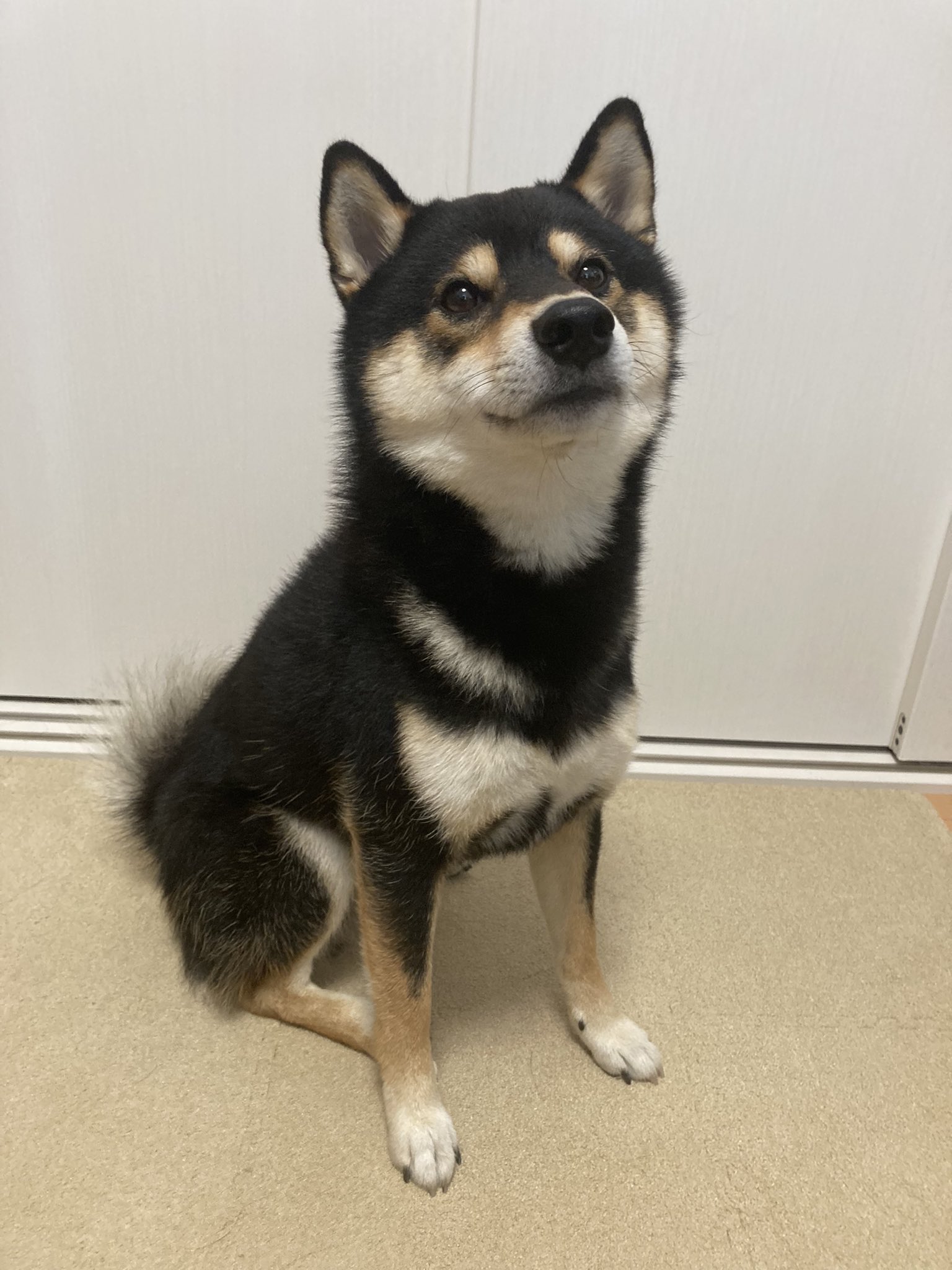 うつぶせ黒柴犬｜WooBia公式オンラインショップ – WooBia