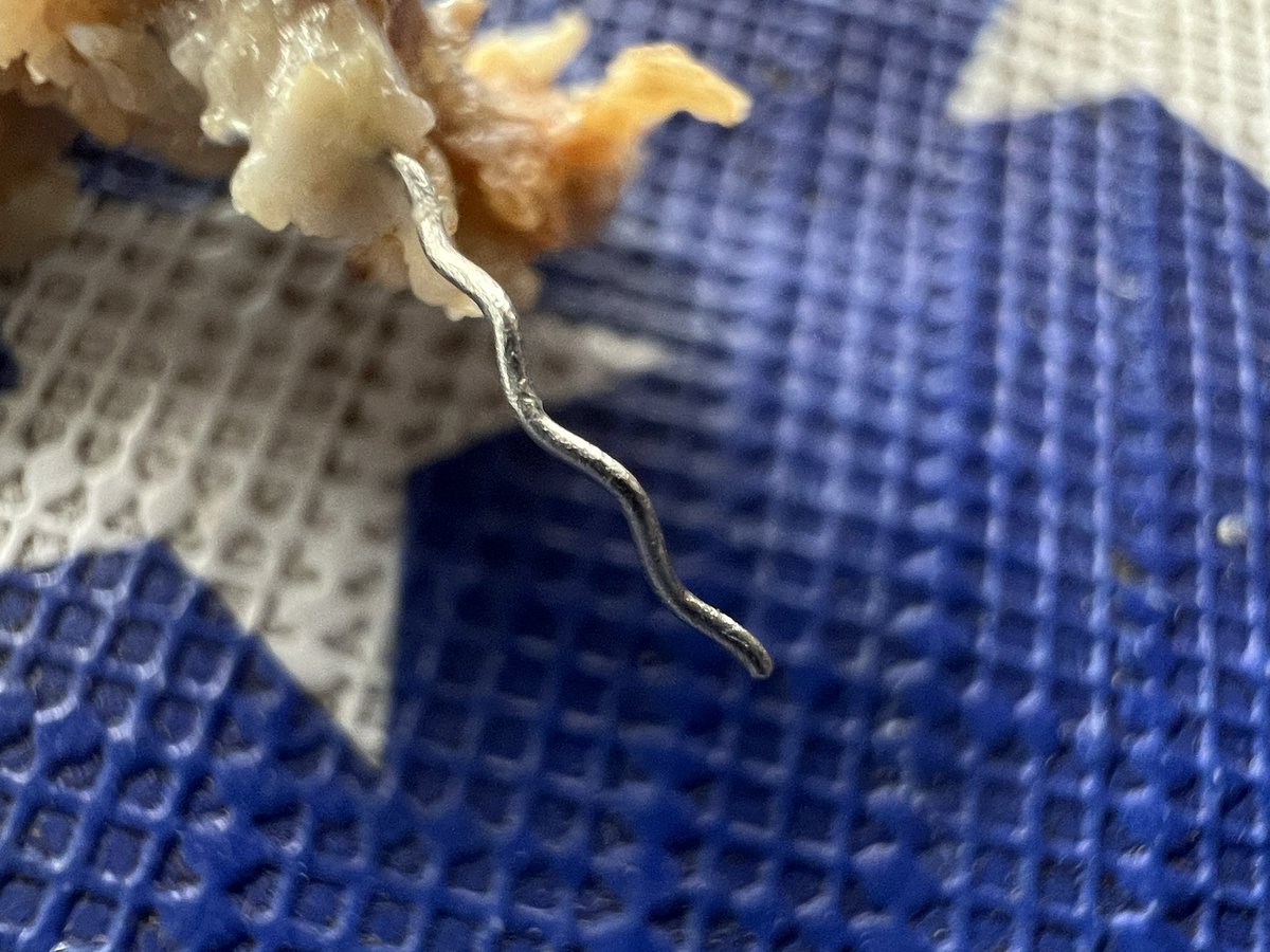 sagz's tweet photo. @EinsteinBros i got a whole wheat bagel with a metal wire in it 😥 https://t.co/QdetzX7qOu